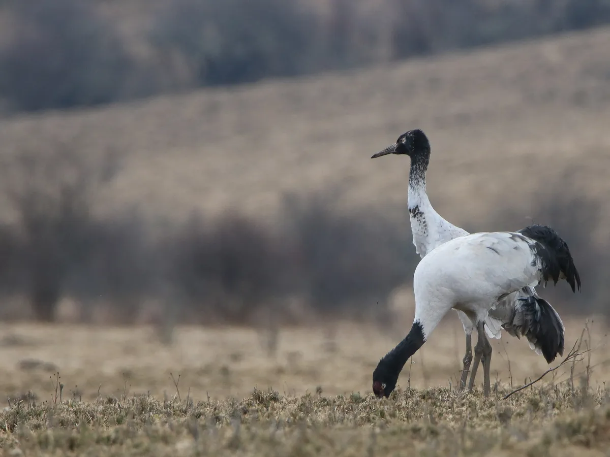 A black-necked crane on the Phobjikha marsh in winter